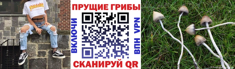 Галлюциногенные грибы ЛСД  дарнет шоп  ссылка на мегу сайт  Бикин 